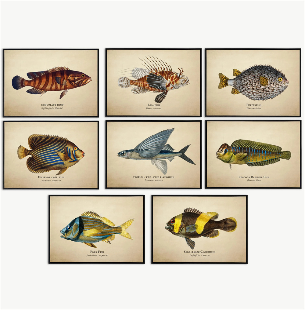 빈티지 사진 열대어 해파리 조개 해양 생물 추상 예술  - Marine Life Aquariums 리뷰 및 가격