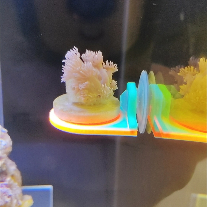색상 무작위 산호 조각 홀더 브래킷 재배 라이브 SPS - Aquarium Marine Color 리뷰 및 가격